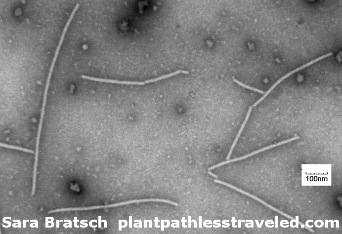 Transmission electron microscope image of CymMV particles at 66,000 times magnification.