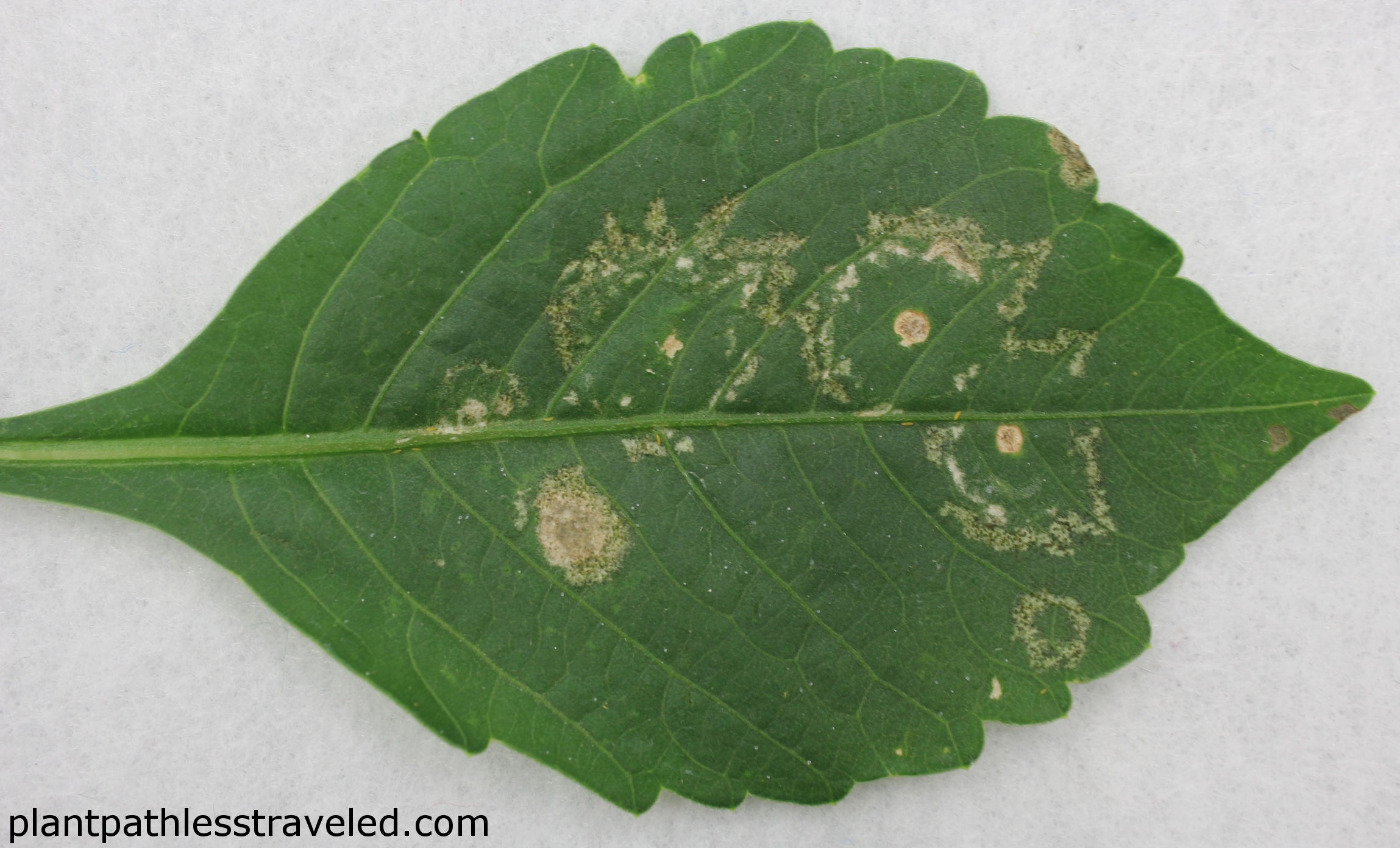 INSV symptoms in dahlia