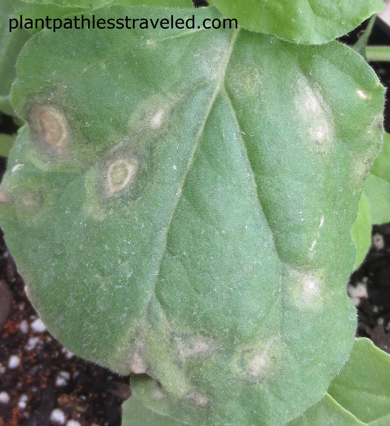 INSV symptoms in Nicotiana benthamiana.