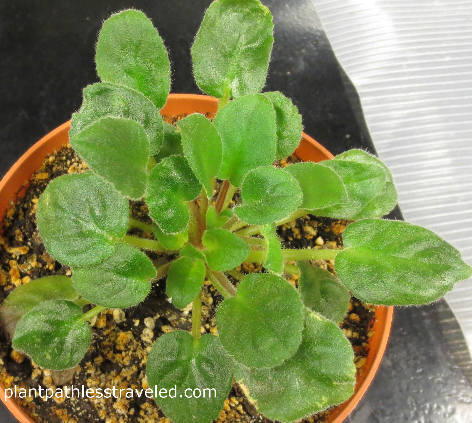 INSV symptoms in african violet.