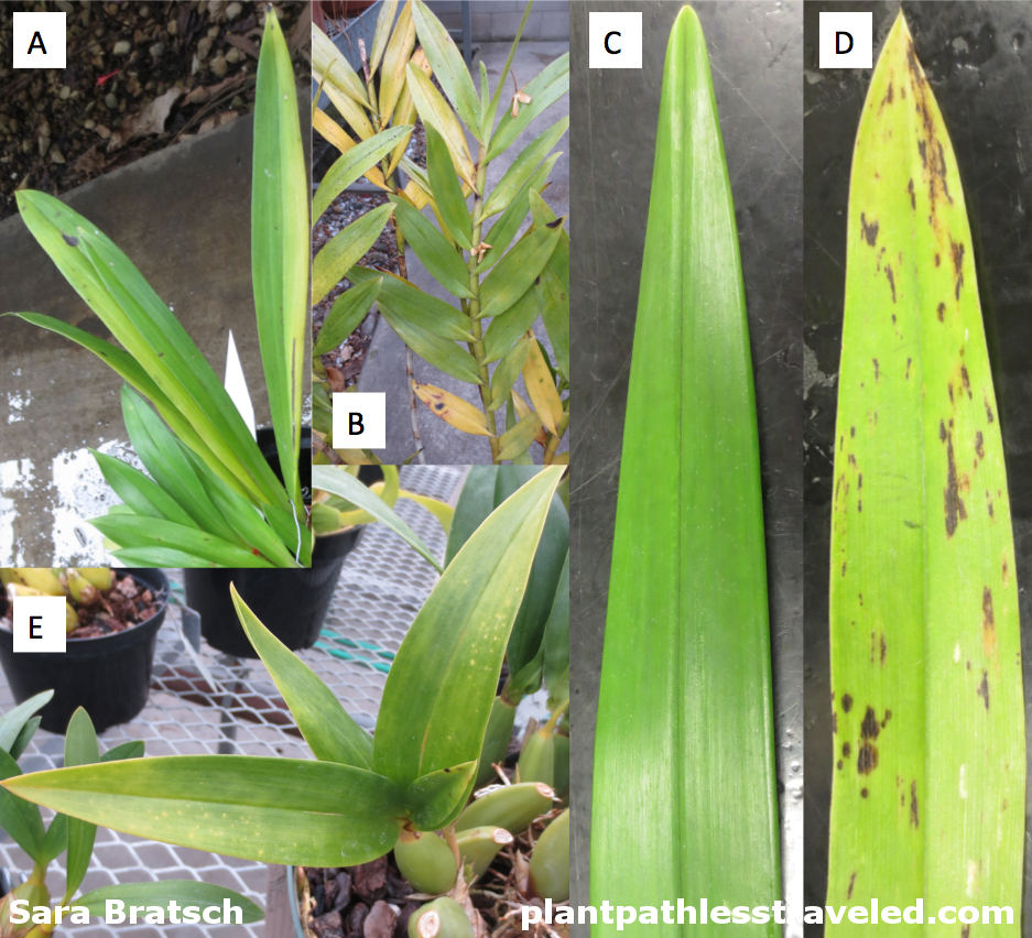 Symptoms of ORSV infection in several orchid species. A-Bollea violaceae showing very slight symptoms