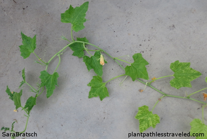 `Jack be little` pumpkin infected with SqMV. Note the variation in leaf symptoms between old and newer leaves.