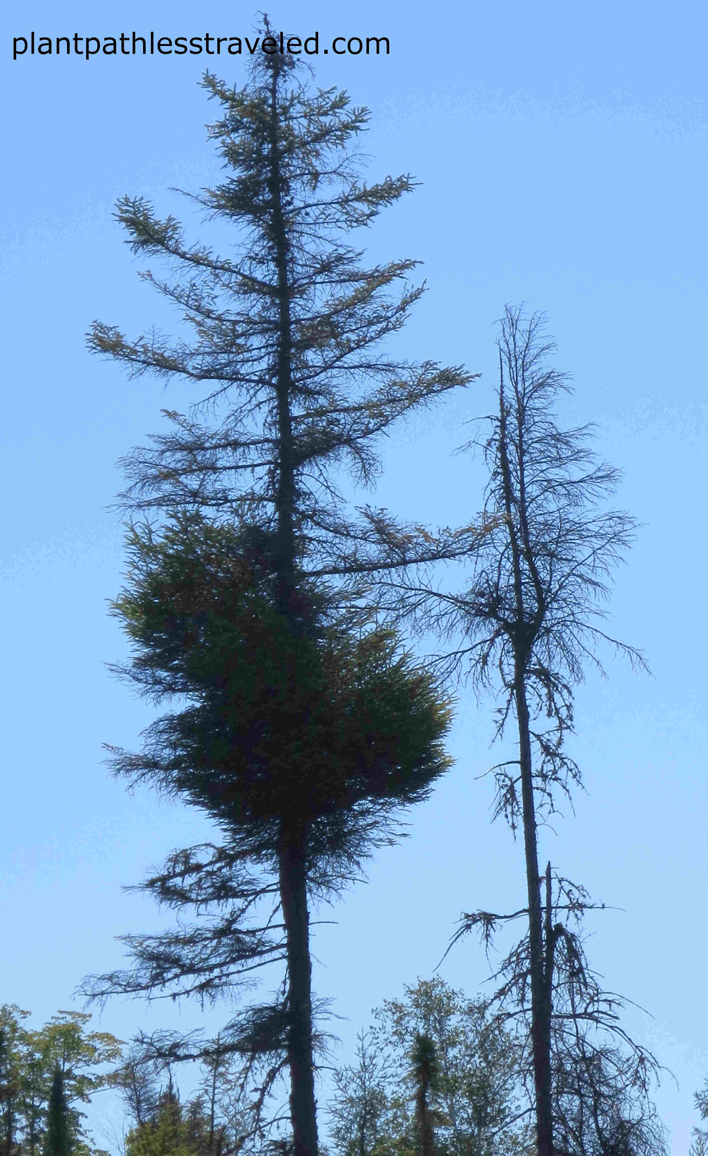 Some trees produce witches’ brooms when infected with dwarf mistletoe. 