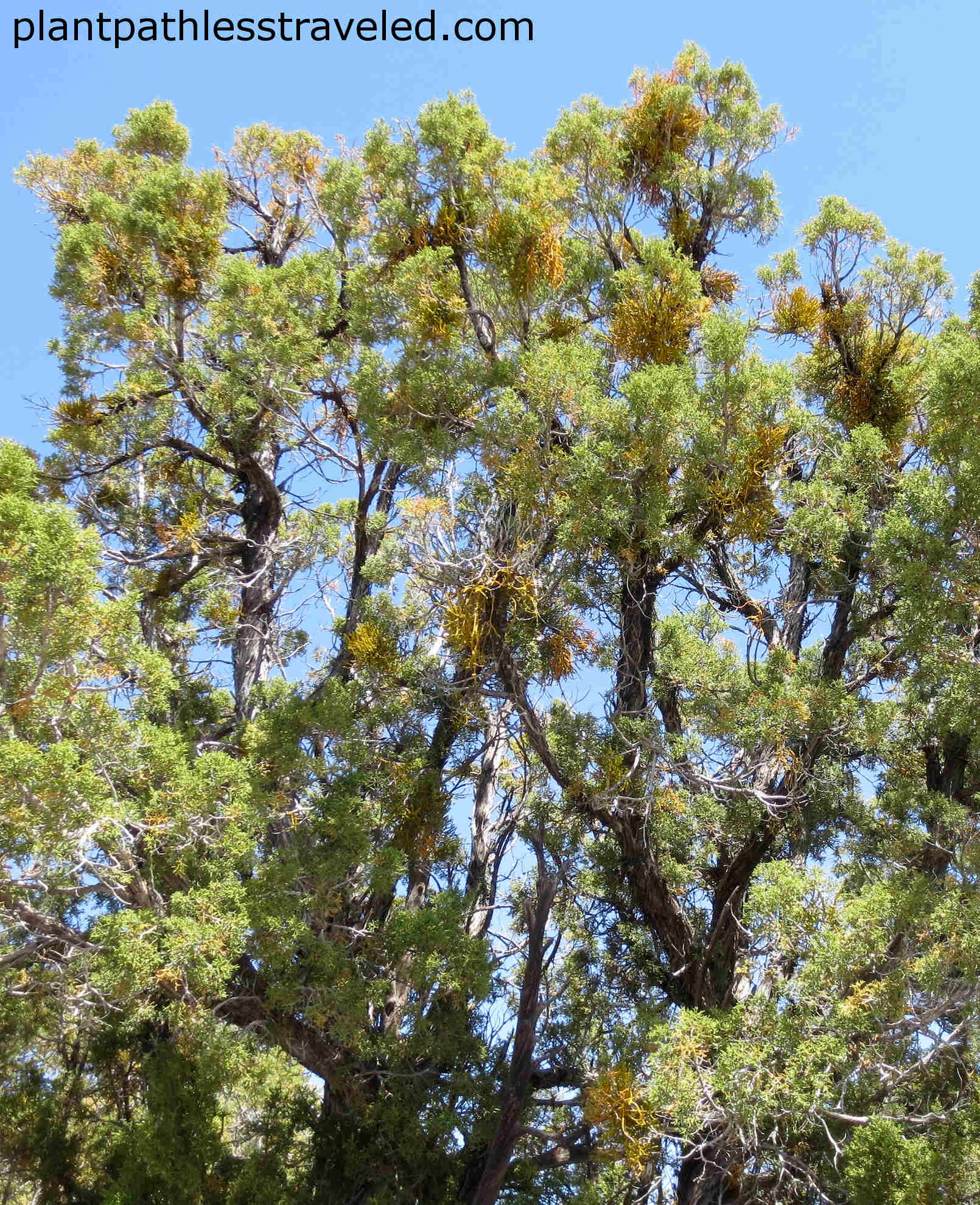 Tree with numerous dwarf mistletoes camouflaged. Photo taken along the South Rim of the Grand Canyon National Park in Arizona.