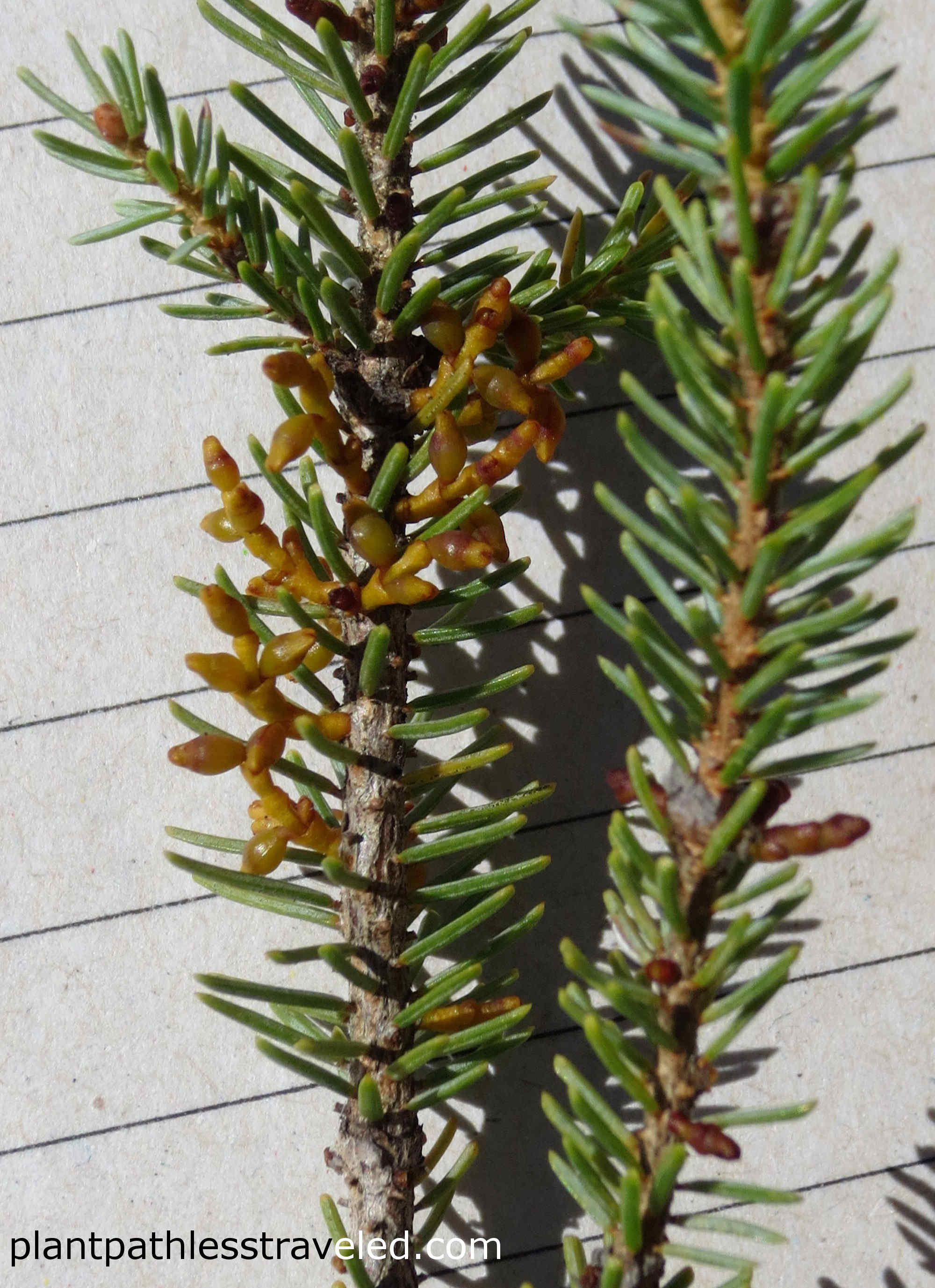 Female plants will produce seeds at the tips of their branches. Photo taken near the Cloquet Forestry Center in Minnesota.