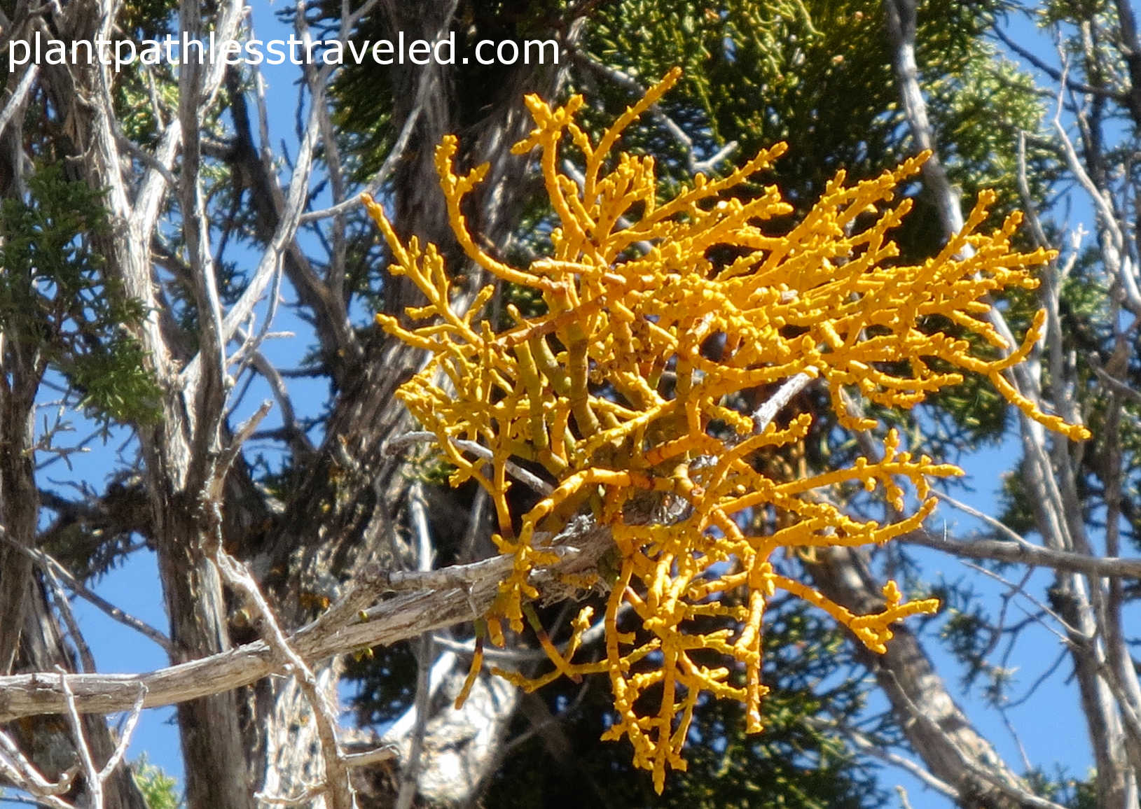 Close up showing the yellow shoots.