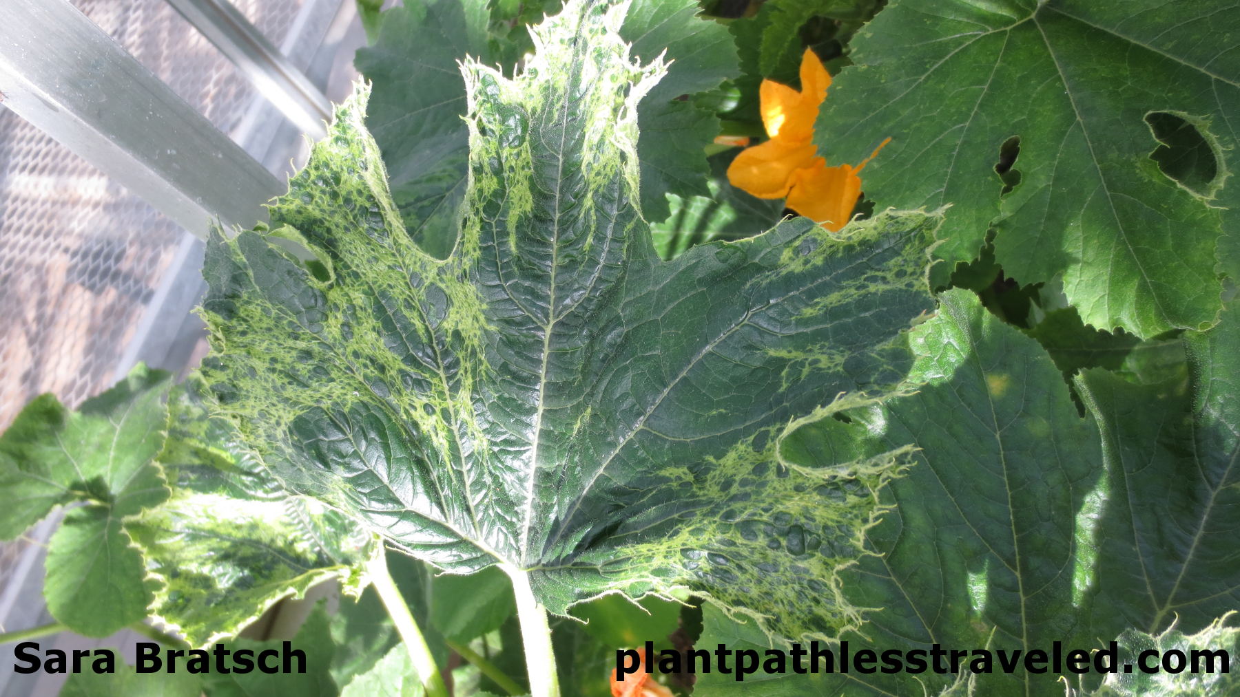 Zucchini infected with SqMV showing symptoms of deformation and chlorotic mottling.